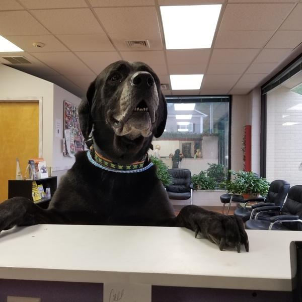 Animal Hospital in Ridgefield, CT Ridgefield Veterinary Center